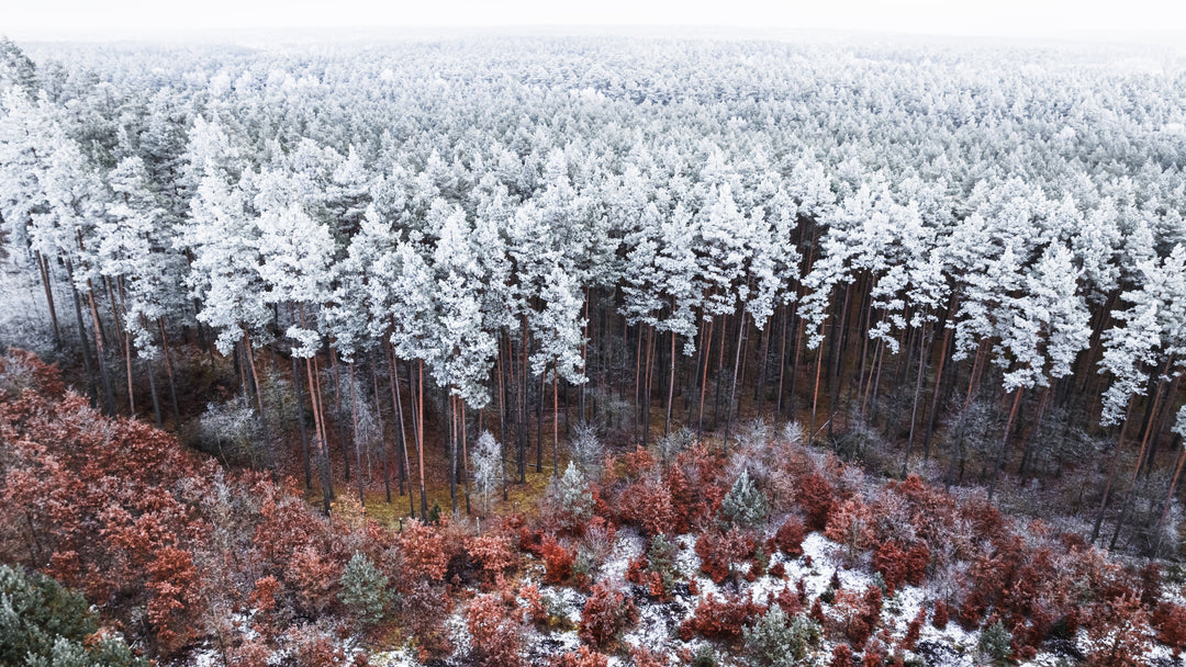 FSC Certified Sustainable - Building Better Snowboards