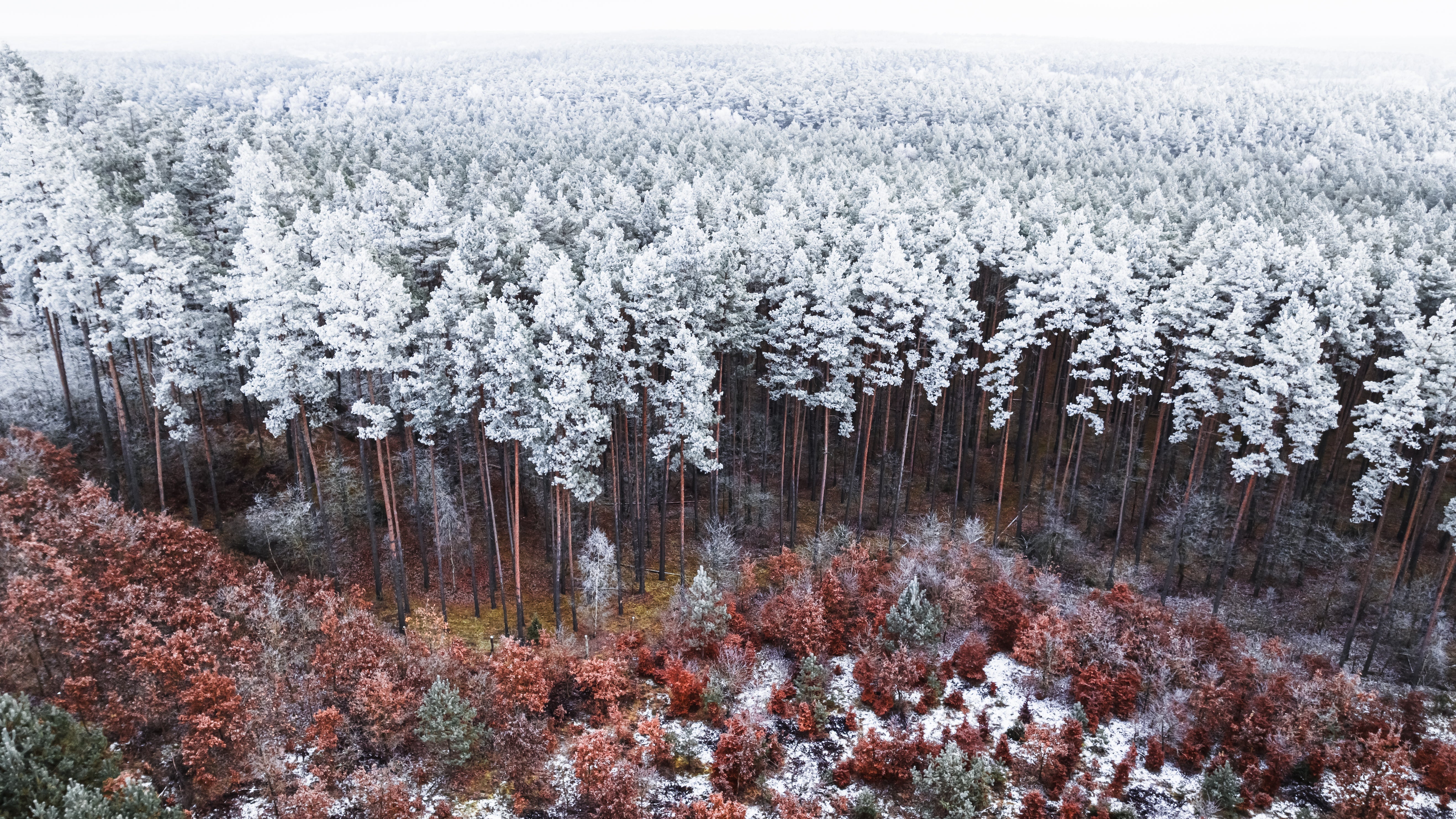 FSC Certified Sustainable - Building Better Snowboards